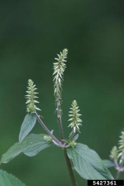 Japanese chaff flower, Achyranthes japonica  (Caryophyllales: Amaranthaceae) - 5427361