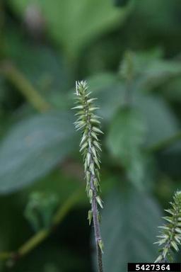 Japanese chaff flower, Achyranthes japonica  (Caryophyllales: Amaranthaceae) - 5427364