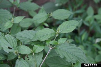 Japanese chaff flower, Achyranthes japonica  (Caryophyllales: Amaranthaceae) - 5427365