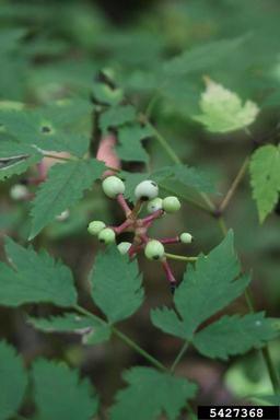 white baneberry, Actaea pachypoda  (Ranunculales: Ranunculaceae) - 5427368