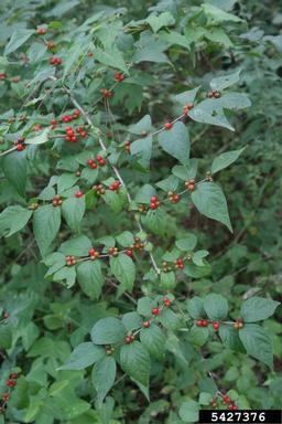 Amur honeysuckle, Lonicera maackii  (Dipsacales: Caprifoliaceae) - 5427376