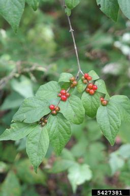 Amur honeysuckle, Lonicera maackii  (Dipsacales: Caprifoliaceae) - 5427381