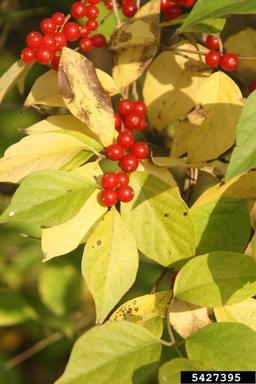 Amur honeysuckle, Lonicera maackii  (Dipsacales: Caprifoliaceae) - 5427395