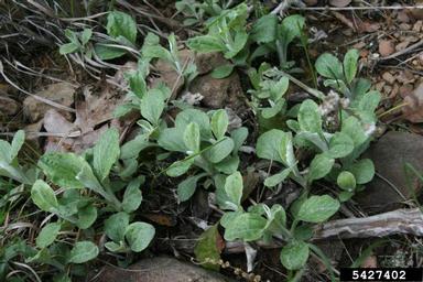 plantainleaf pussytoes, Antennaria plantaginifolia  (Asterales: Asteraceae) - 5427402