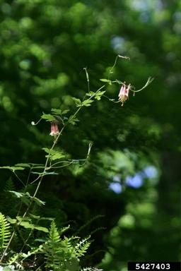 red columbine, Aquilegia canadensis  (Ranunculales: Ranunculaceae) - 5427403
