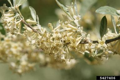 autumn-olive, Elaeagnus umbellata  (Rhamnales: Elaeagnaceae) - 5427406