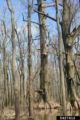 baldcypress, Taxodium distichum  (Pinales: Taxodiaceae) - 5427412