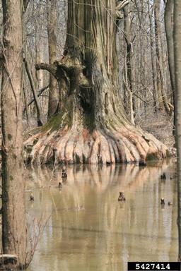 baldcypress, Taxodium distichum  (Pinales: Taxodiaceae) - 5427414