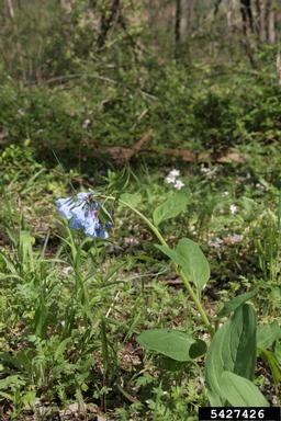 Virginia bluebells, Mertensia virginica  (Lamiales: Boraginaceae) - 5427426