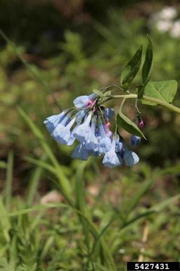 Virginia bluebells, Mertensia virginica  (Lamiales: Boraginaceae) - 5427431