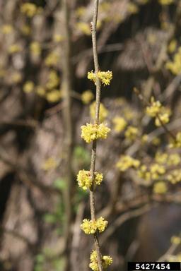 northern spicebush, Lindera benzoin  (Laurales: Lauraceae) - 5427454