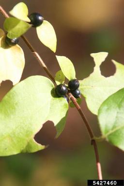 Japanese honeysuckle, Lonicera japonica  (Dipsacales: Caprifoliaceae) - 5427460