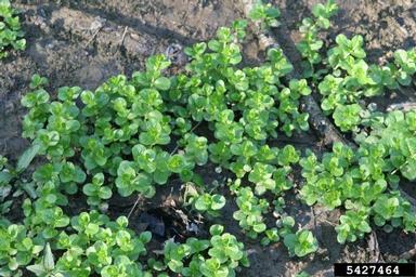 moneywort, Lysimachia nummularia  (Primulales: Primulaceae) - 5427464