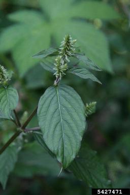 Japanese chaff flower, Achyranthes japonica  (Caryophyllales: Amaranthaceae) - 5427471