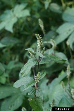 Japanese chaff flower, Achyranthes japonica  (Caryophyllales: Amaranthaceae) - 5427472