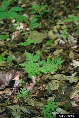rattlesnake fern, Botrychium virginianum  (Ophioglossales: Ophioglossaceae) - 5427477