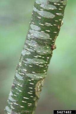 piratebush, Buckleya distichophylla  (Santalales: Santalaceae) - 5427482
