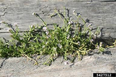 American searocket, Cakile edentula  (Capparales: Brassicaceae) - 5427512