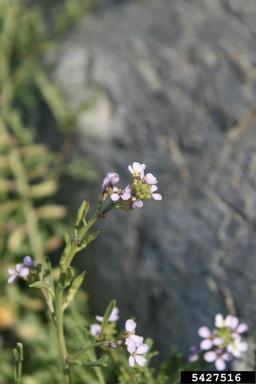 American searocket, Cakile edentula  (Capparales: Brassicaceae) - 5427516