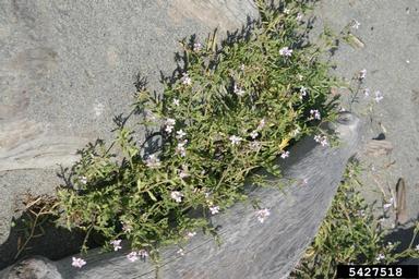 American searocket, Cakile edentula  (Capparales: Brassicaceae) - 5427518