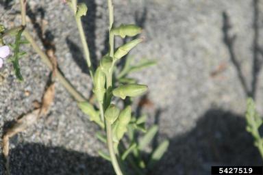 American searocket, Cakile edentula  (Capparales: Brassicaceae) - 5427519