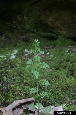 Pennsylvania bittercress, Cardamine pensylvanica  (Capparales: Brassicaceae) - 5427521