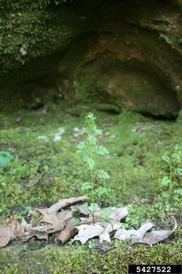 Pennsylvania bittercress, Cardamine pensylvanica  (Capparales: Brassicaceae) - 5427522