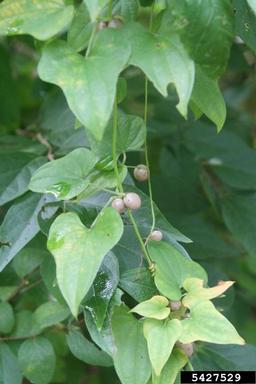 Chinese yam, Dioscorea polystachya  (Dioscoreales: Dioscoreaceae) - 5427529