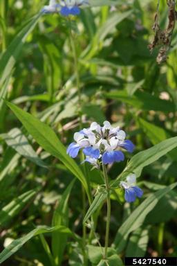 spring blue eyed Mary, Collinsia verna  (Scrophulariales: Scrophulariaceae) - 5427540