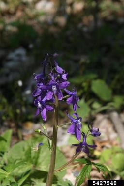 dwarf larkspur, Delphinium tricorne  (Ranunculales: Ranunculaceae) - 5427548