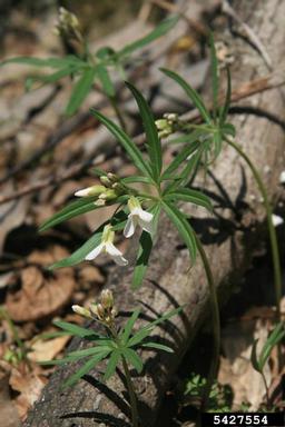 cutleaf toothwort, Cardamine concatenata  (Capparales: Brassicaceae) - 5427554