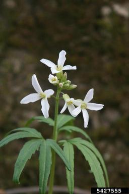 cutleaf toothwort, Cardamine concatenata  (Capparales: Brassicaceae) - 5427555