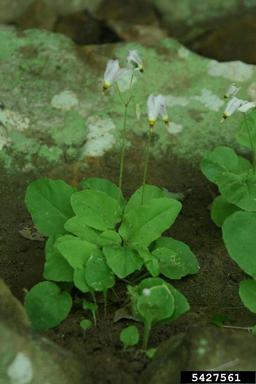 French's shootingstar, Dodecatheon frenchii  (Primulales: Primulaceae) - 5427561