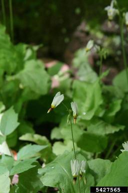 French's shootingstar, Dodecatheon frenchii  (Primulales: Primulaceae) - 5427565