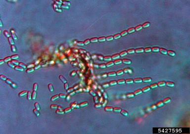 Thousand Cankers Disease (Geosmithia morbida ) on Potato dextrose agar (Fungal Non-selective Media PDA ) - 5427595