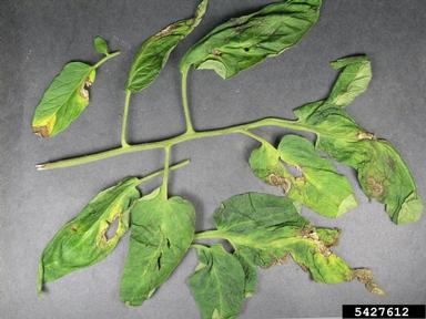 leaf spots (Cristulariella spp. ) on tomato (Lycopersicon esculentum ) - 5427612