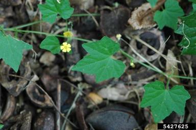 creeping cucumber, Melothria pendula  (Violales: Cucurbitaceae) - 5427625
