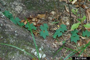 creeping cucumber, Melothria pendula  (Violales: Cucurbitaceae) - 5427646