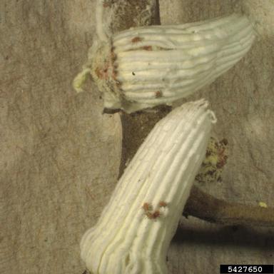 cottony cushion scale (Icerya purchasi ) on magnolia (Magnolia spp. ) - 5427650