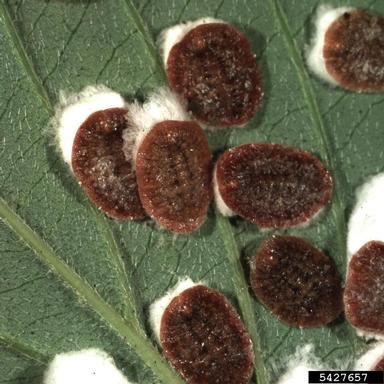 cottony maple leaf scale (Pulvinaria acericola ) on dogwood (Cornus spp. ) - 5427657