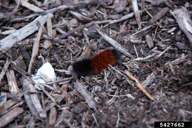 banded woollybear, Pyrrharctia isabella  (Lepidoptera: Arctiidae) - 5427662