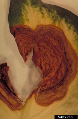 bitter rot and anthracnose (Colletotrichum gloeosporioides ) on dieffenbachia (Dieffenbachia spp. ) - 5427711