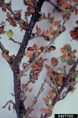 leaf spot (Ceratobasidium stevensii ) on cotoneaster (Cotoneaster spp. ) - 5427720