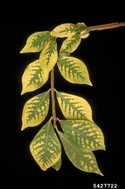 iron deficiency (  ) on spindletree (Euonymus spp. ) - 5427722