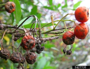 Pyracantha scab (Spilocaea pyracanthae ) on firethorn (Pyracantha spp. ) - 5427735