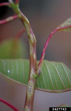 scab of poinsettia (Sphaceloma poinsettiae ) on spurge (Euphorbia spp. ) - 5427743