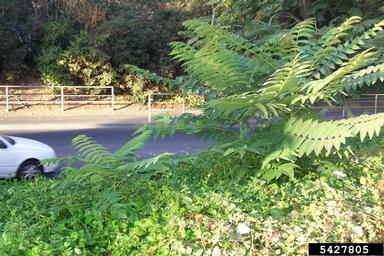 tree-of-heaven, Ailanthus altissima  (Sapindales: Simaroubaceae) - 5427805