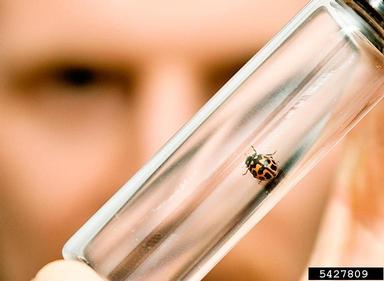 lady beetle, Lioadalia flavomaculata  (Coleoptera: Coccinellidae) - 5427809