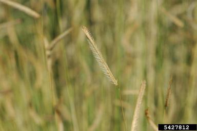 blue grama, Bouteloua gracilis  (Cyperales: Poaceae) - 5427812
