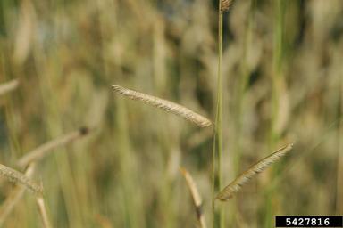 blue grama, Bouteloua gracilis  (Cyperales: Poaceae) - 5427816